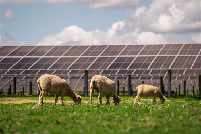 Trinasolar Powers New Zealand's Largest Solar Farm with Integrated Module-Tracker Solution | Trina Solar